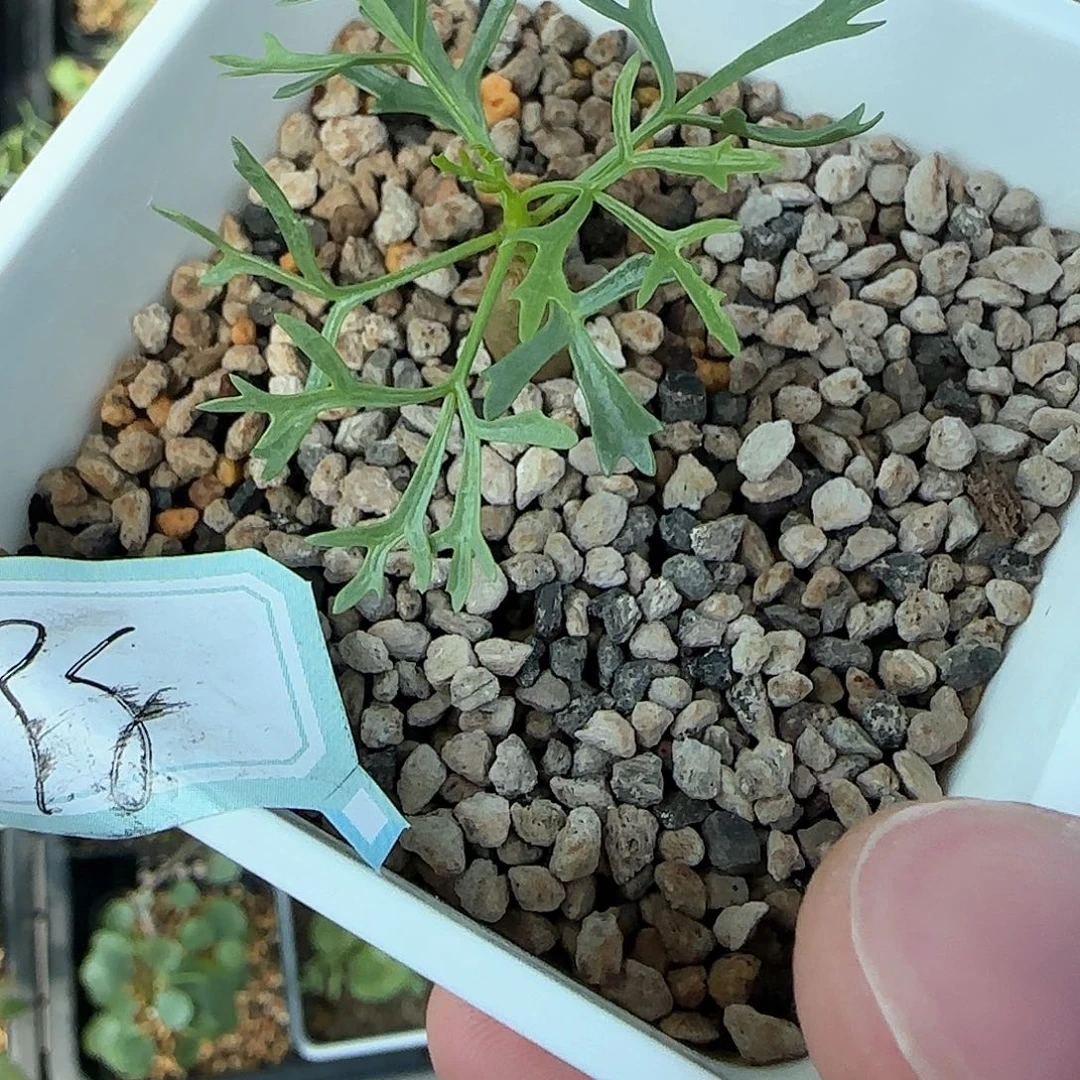 多肉植物 鹿角橄榄