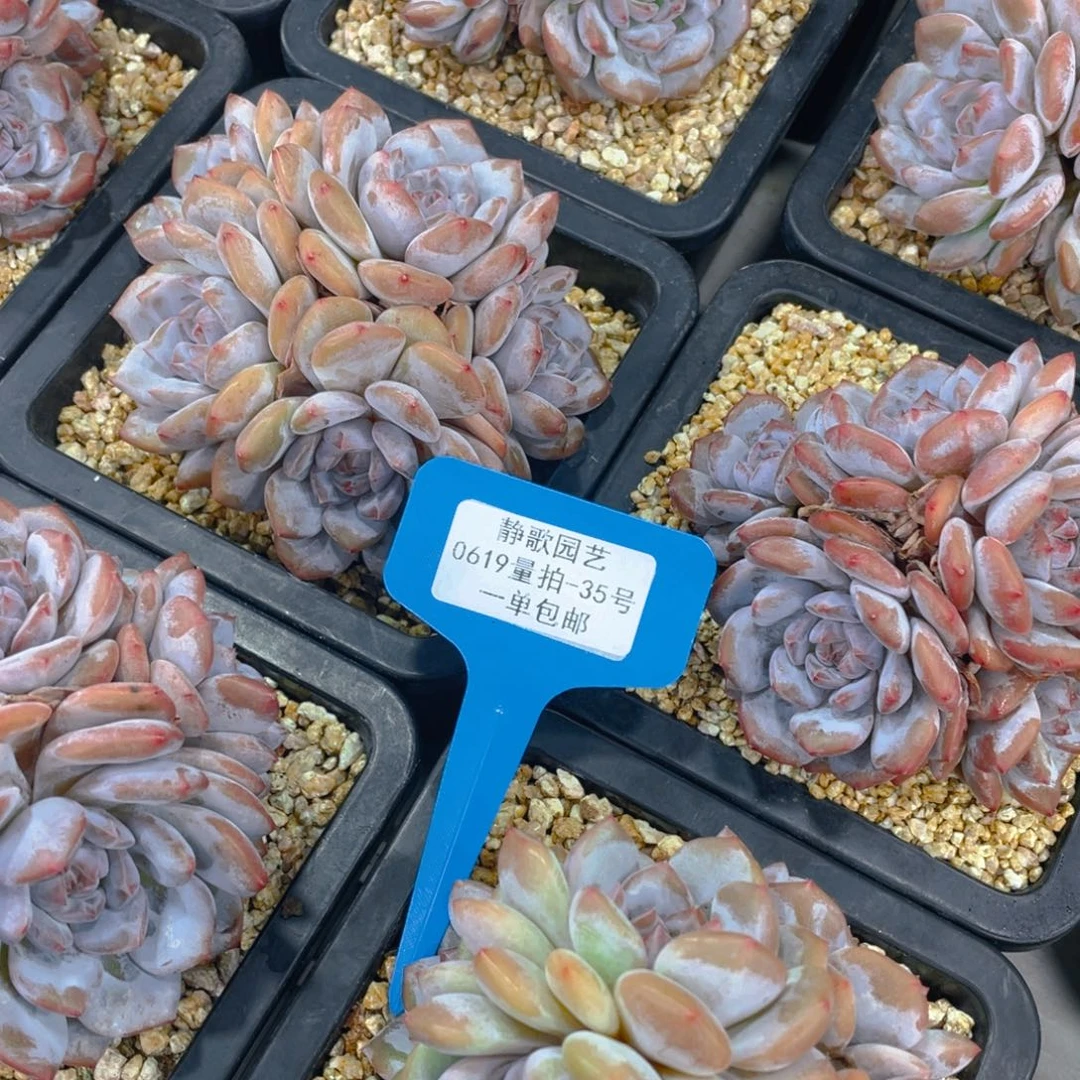 0619-35-手捧糖心石榴籽群一颗量拍