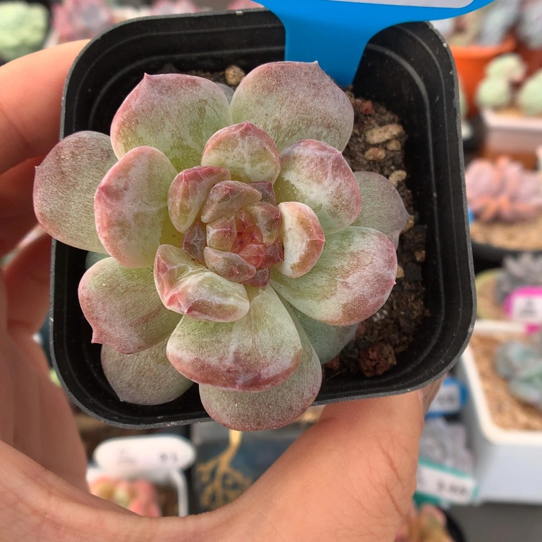 750珍妮石化多肉植物