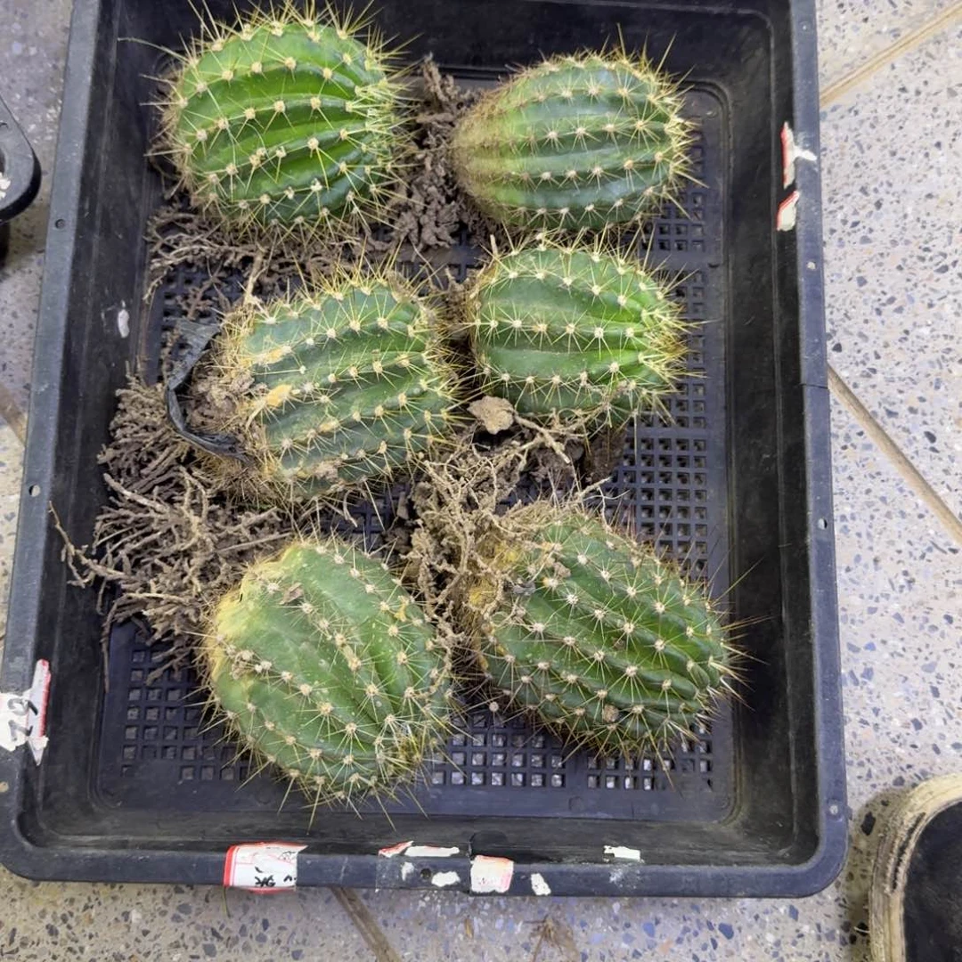 348毛花柱根脱土发货7公分左右斑