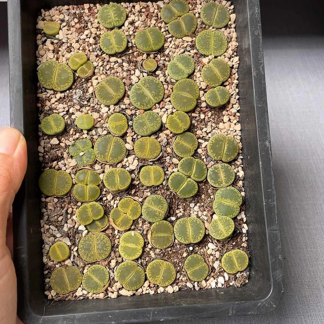 6494大棚清仓甩卖了