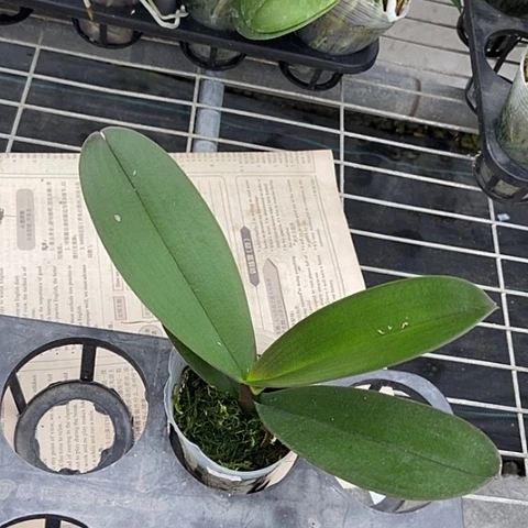 无花朵大吉大利，2.8根不多叶片，叶片瑕疵