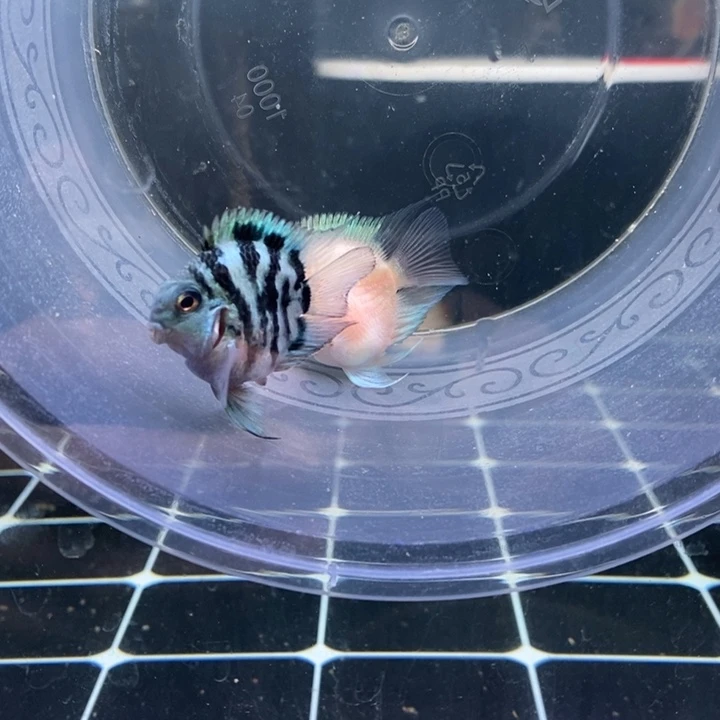 ゛***。鹦鹉鱼胭脂粉宝蓝微瑕两条