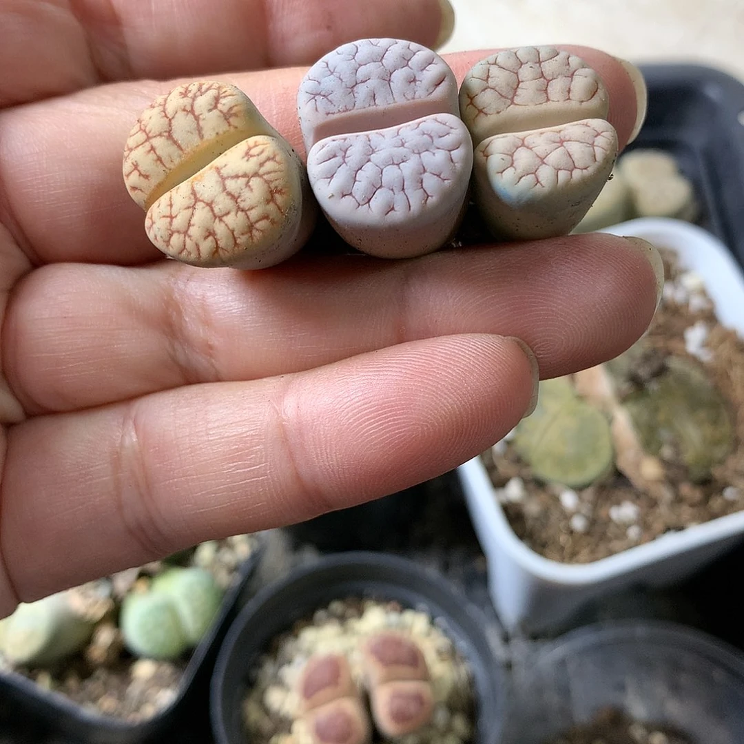 E71多肉植物保护