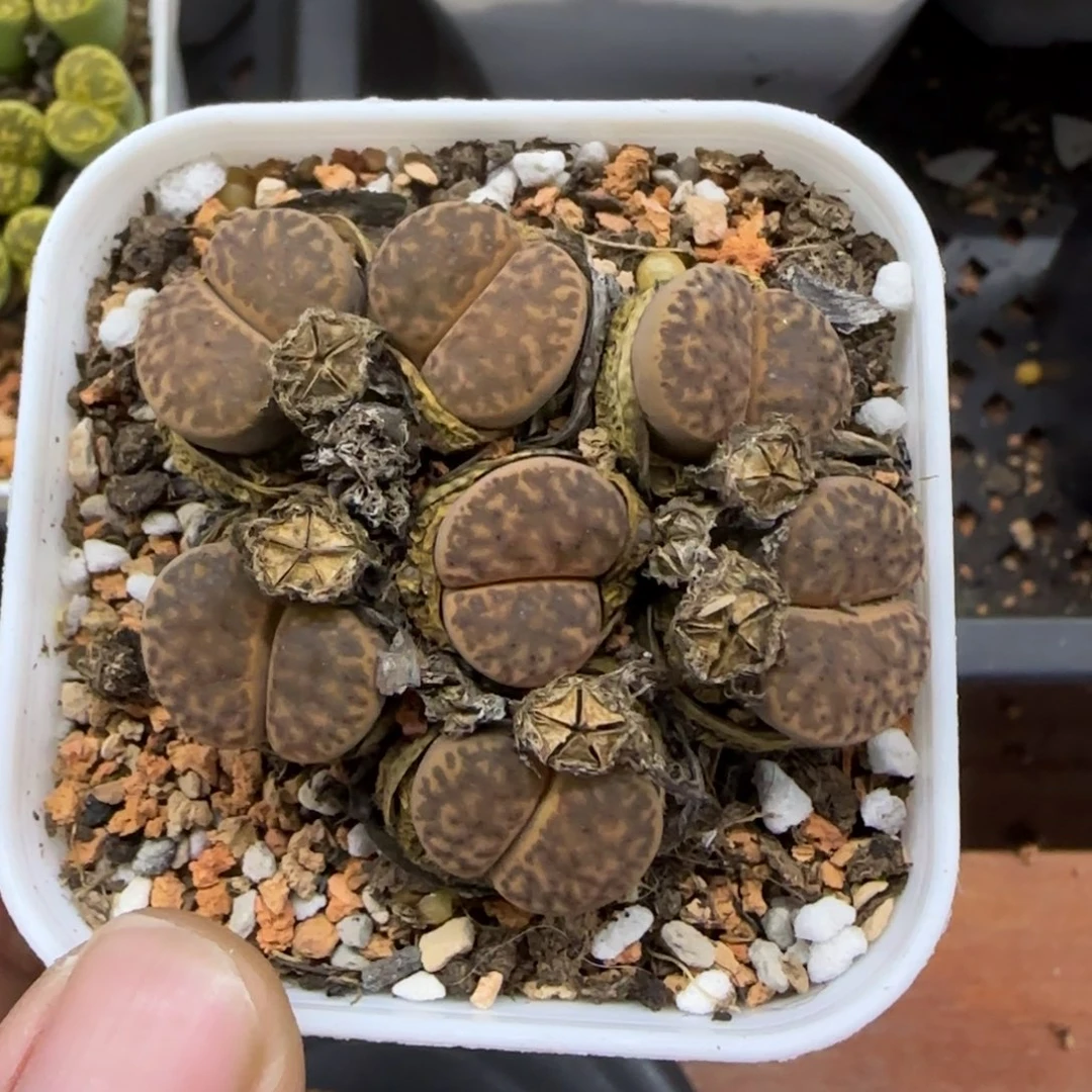 157 生石花大棚直播