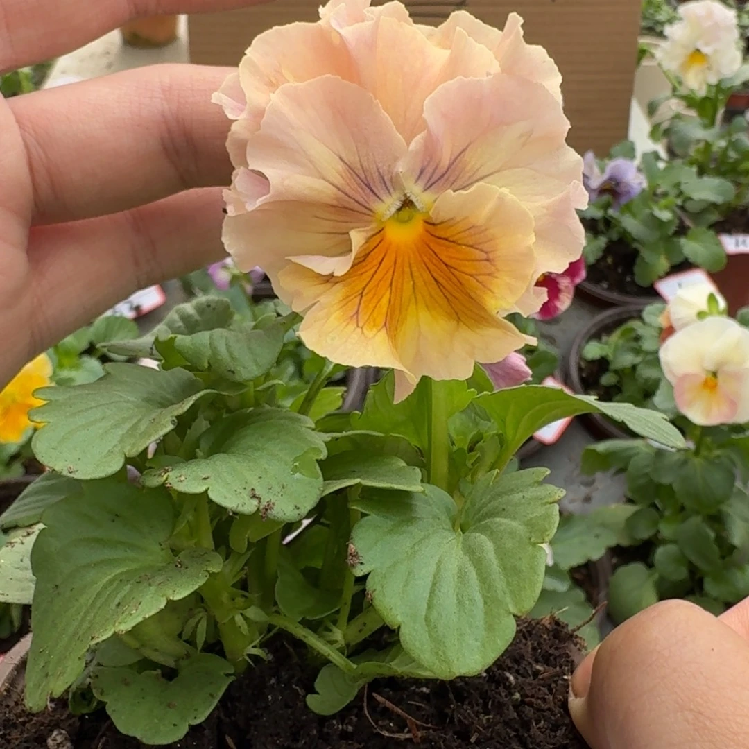 大部分花苞少量开放122