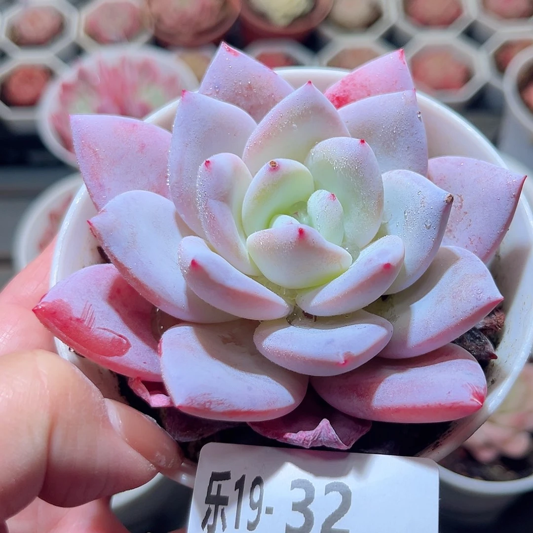 乐19-32 嫦娥单头