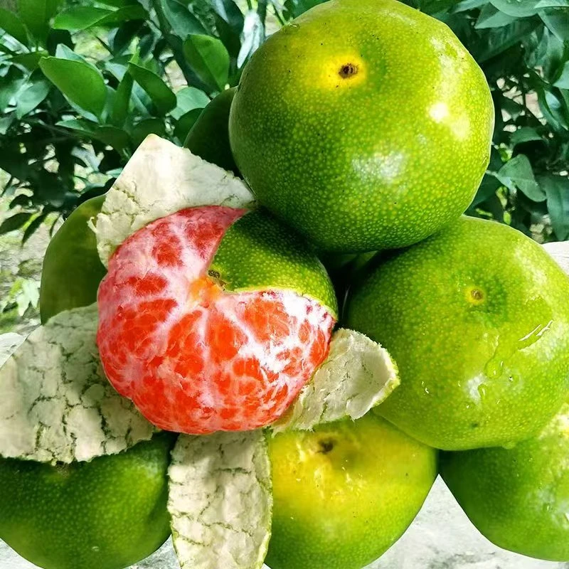 湖北宜昌现摘高山青皮蜜桔薄皮无籽酸甜多汁应季新鲜水果