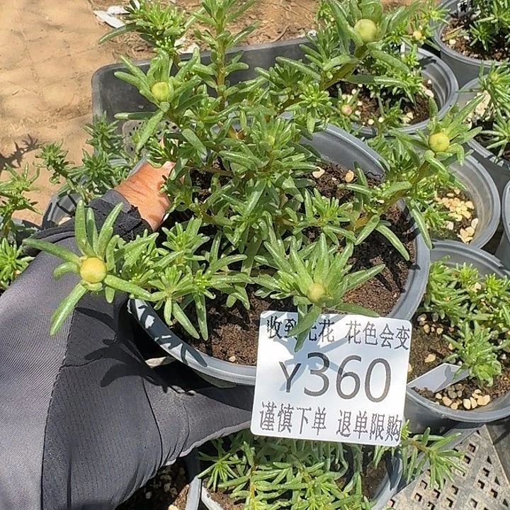 X360量拍草莓甜心不售后超小苗花色会变盆口11cm