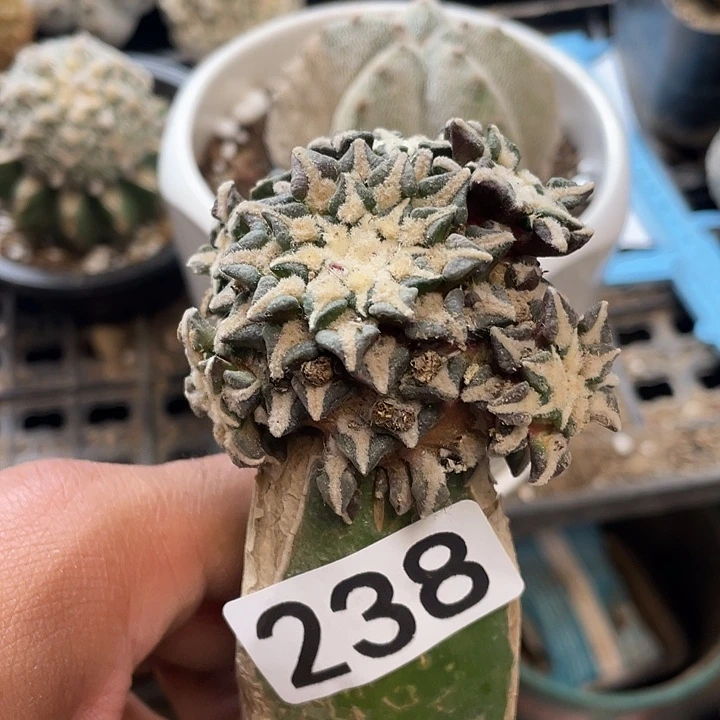 仙人球牡丹248号黑