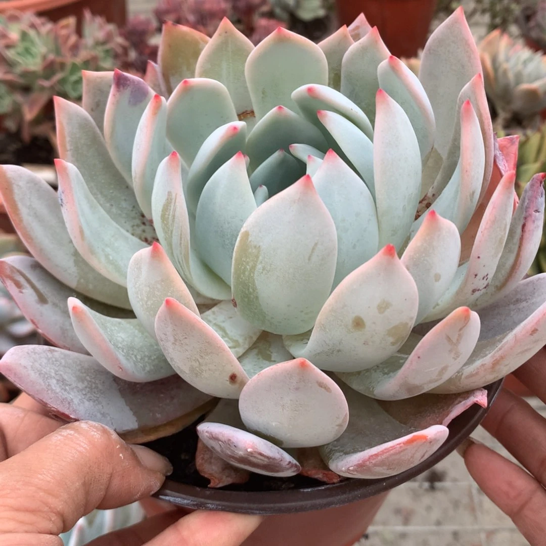 ღ****嫦娥多肉植物单头