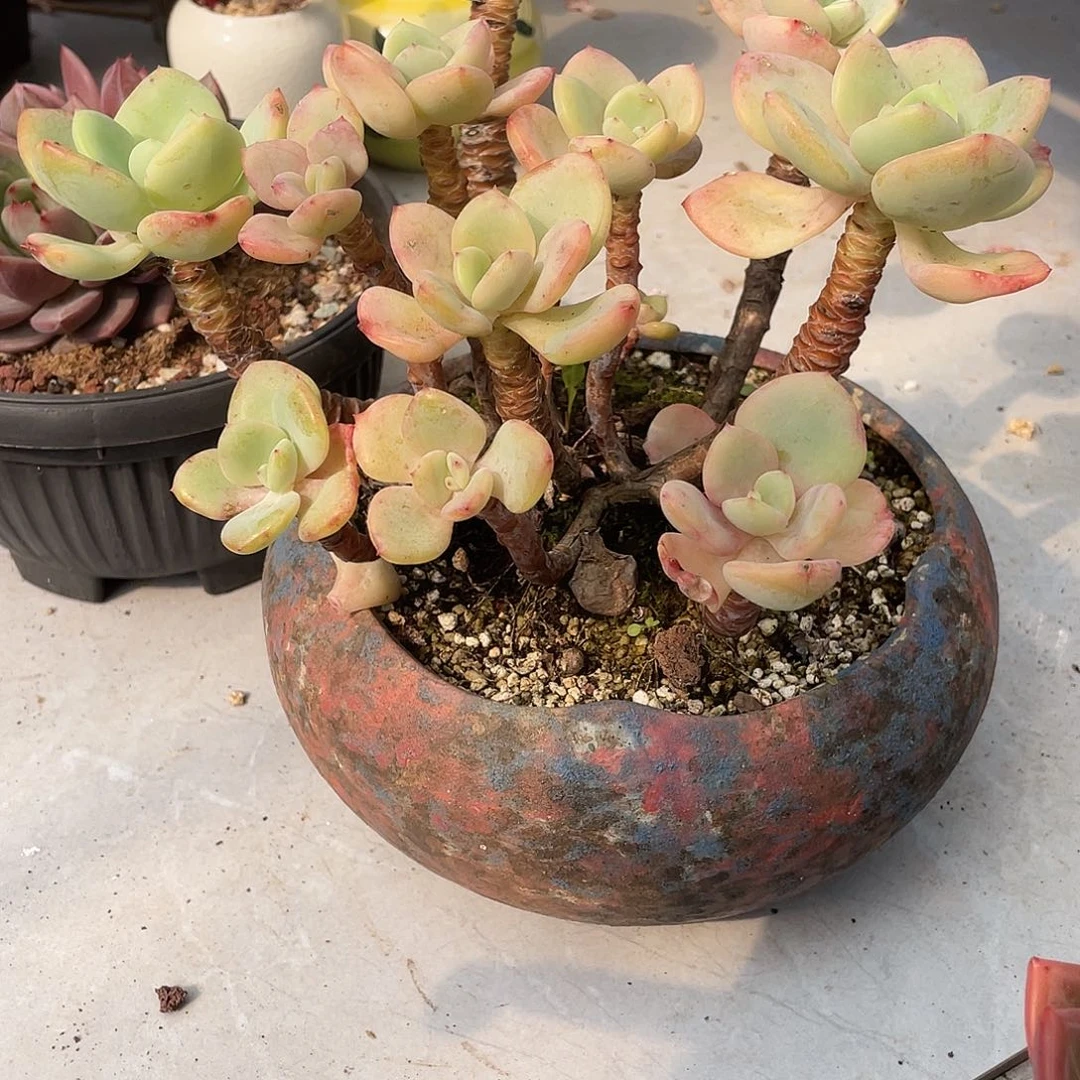 小丸子一物一拍白月光