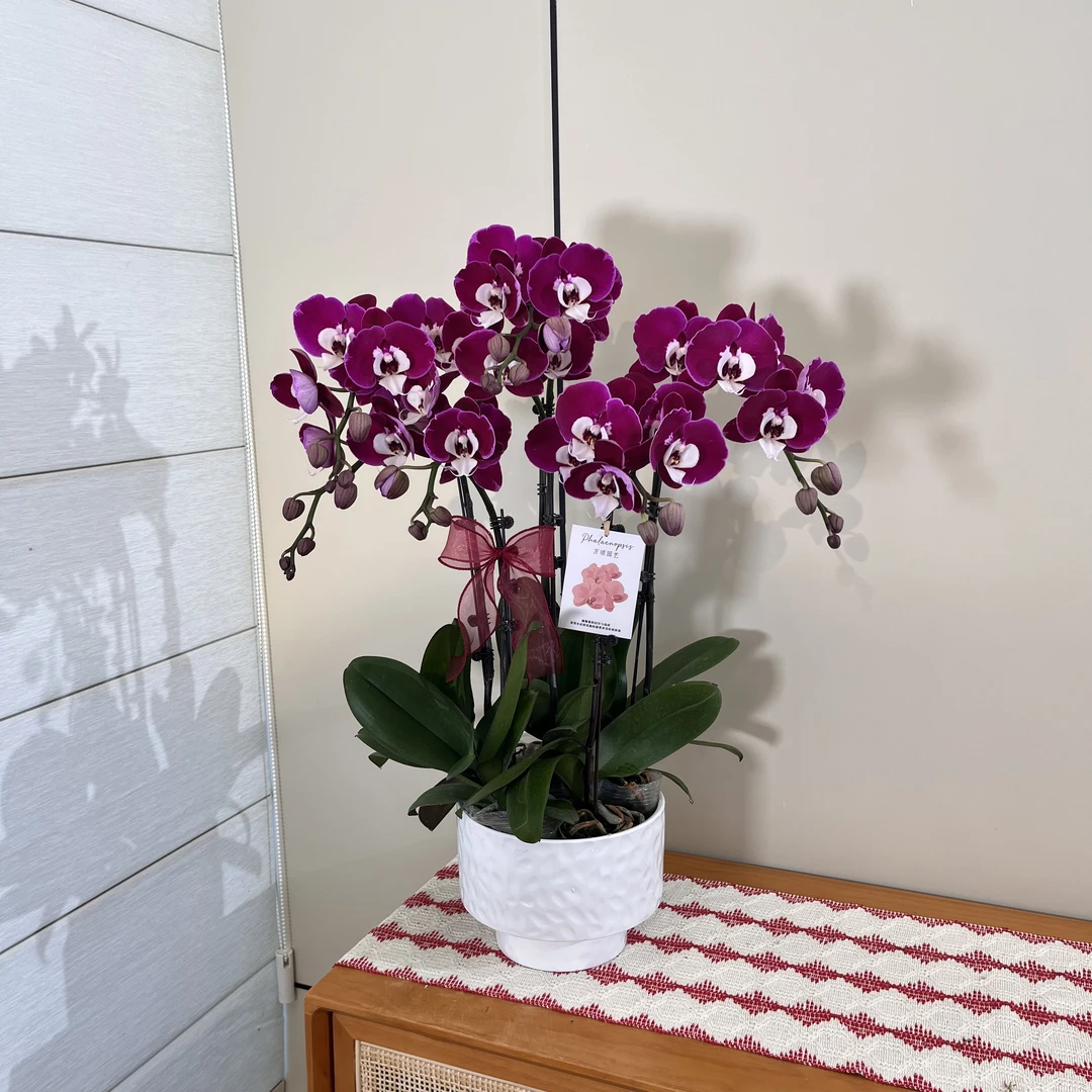 【米歇尔】深紫色小众稀有高货蝴蝶兰 花卉源头基地