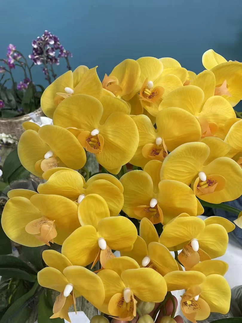 黄金岁月蝴蝶兰3.5寸带2-3个花剑发货室内高档花卉