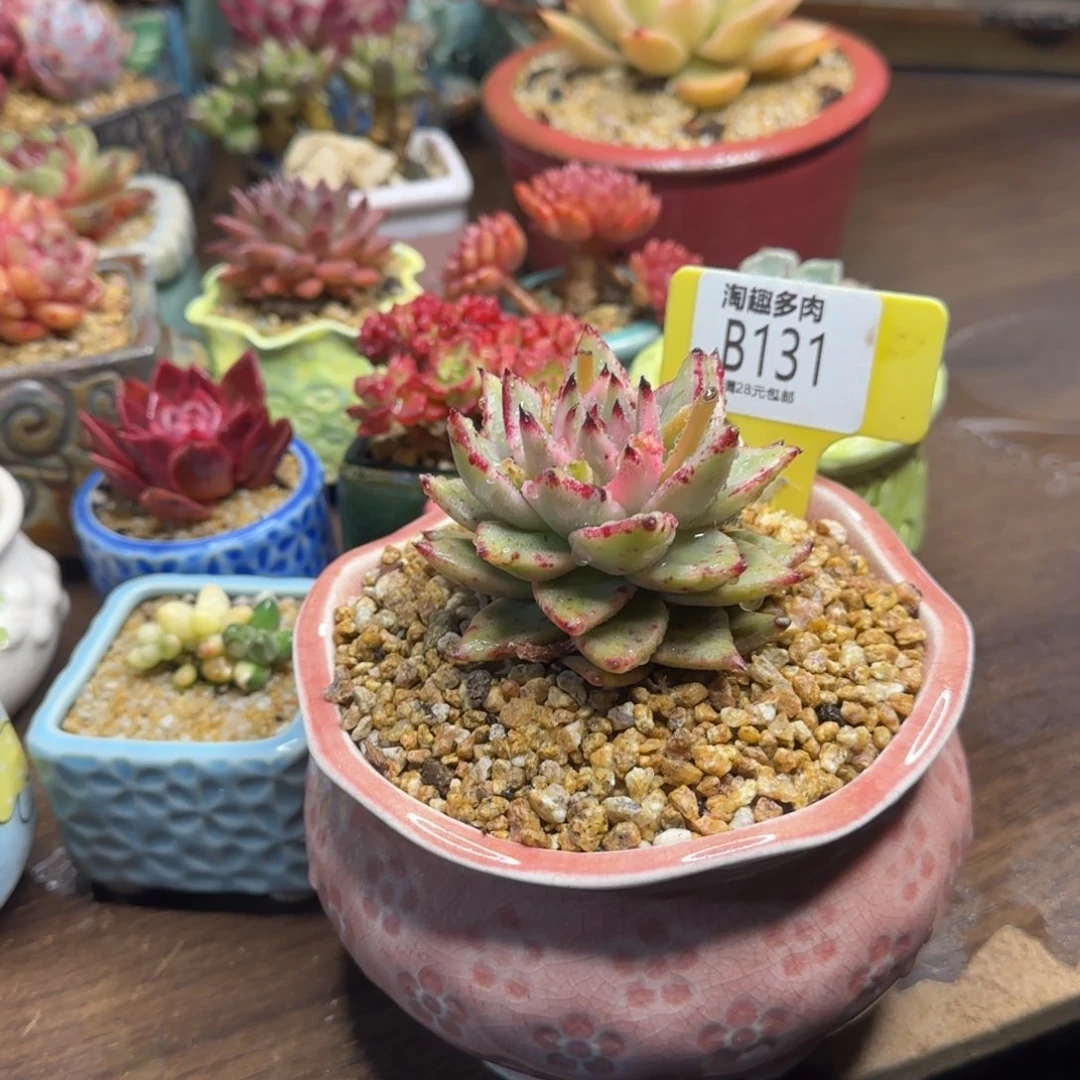 ?***?多内肉植物1111111111