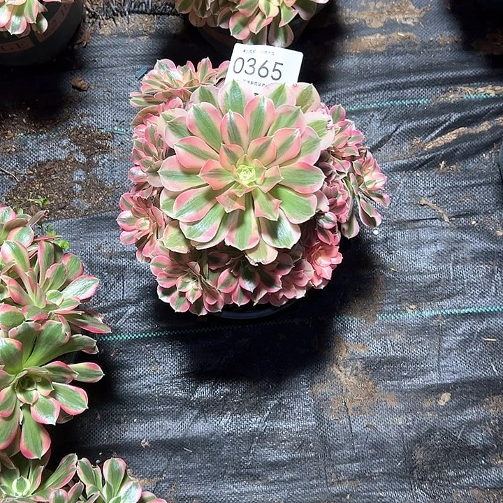 小***❀0365女巫多肉植物