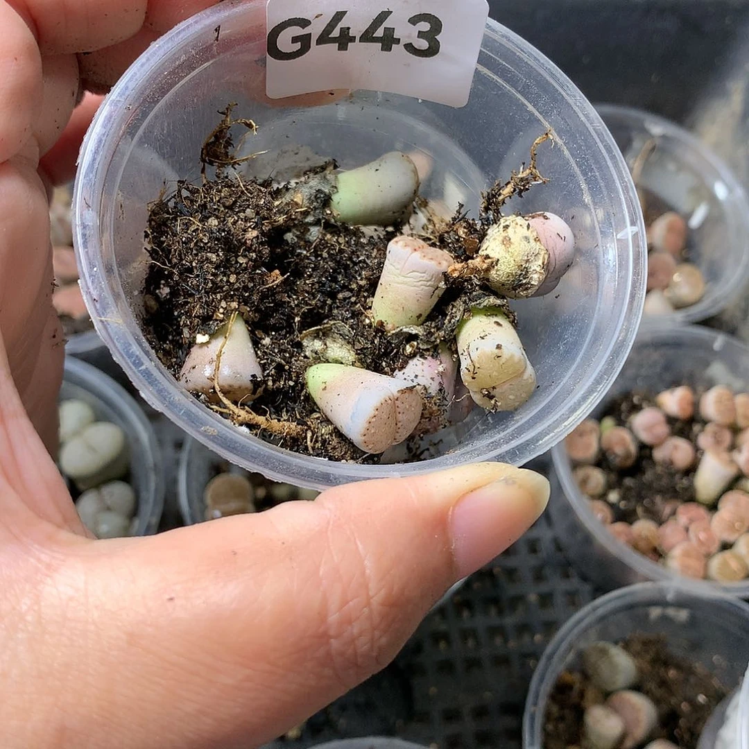 み**↘G443多肉植物保护