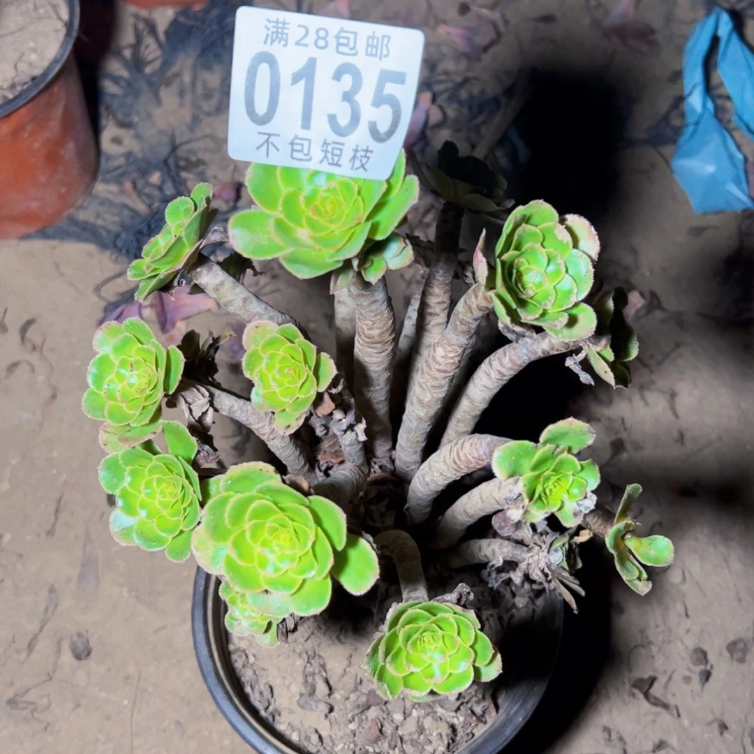 霓裳多肉植物0135