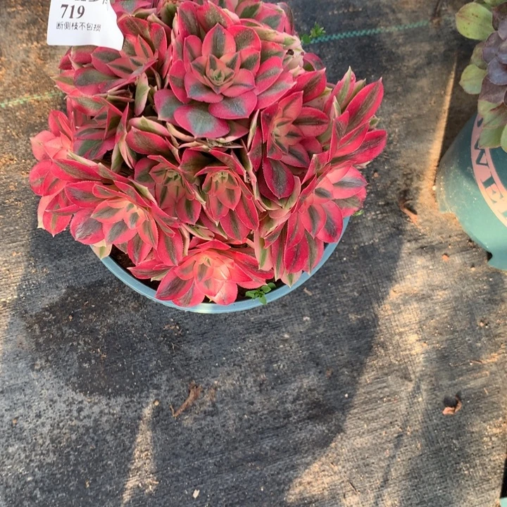 719香妃多肉植物特价