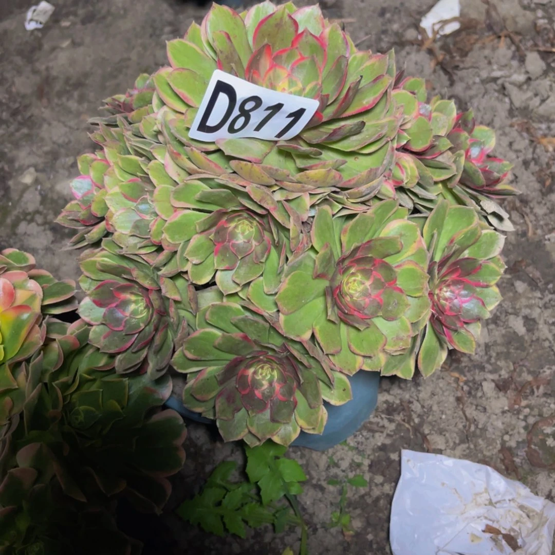 粉花妖26///////43包邮