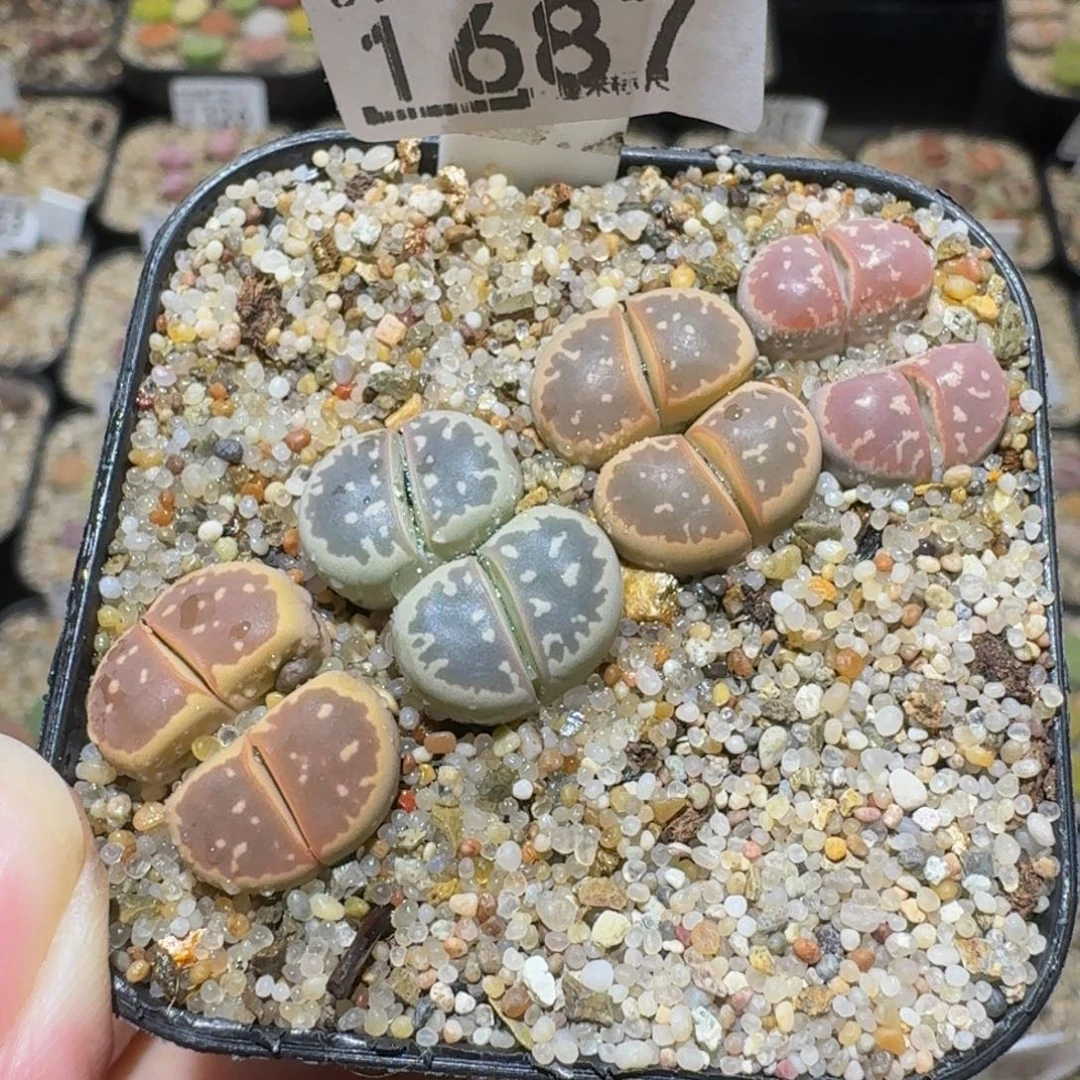 Sssss精品生石花1687