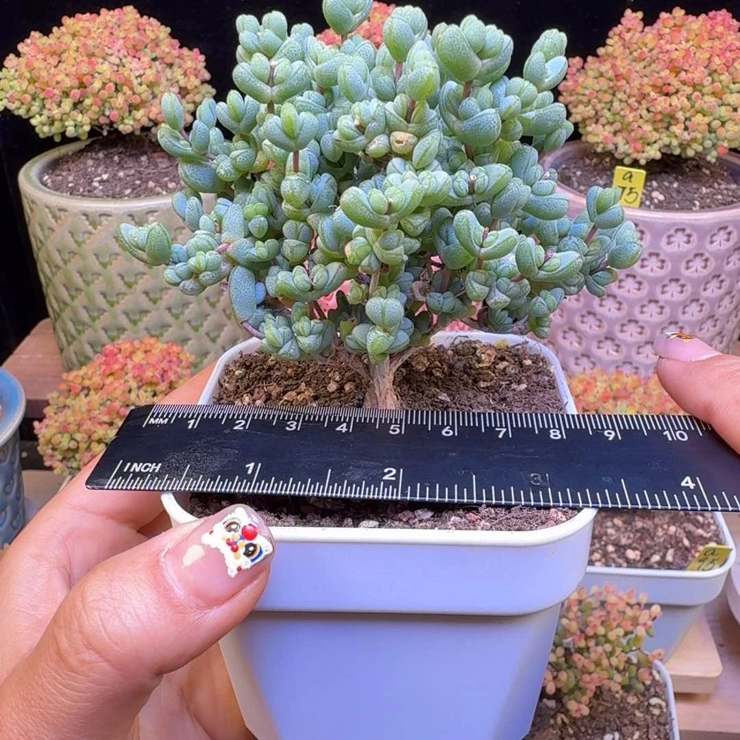 田****螂a3号元宝冠服9厘米左右