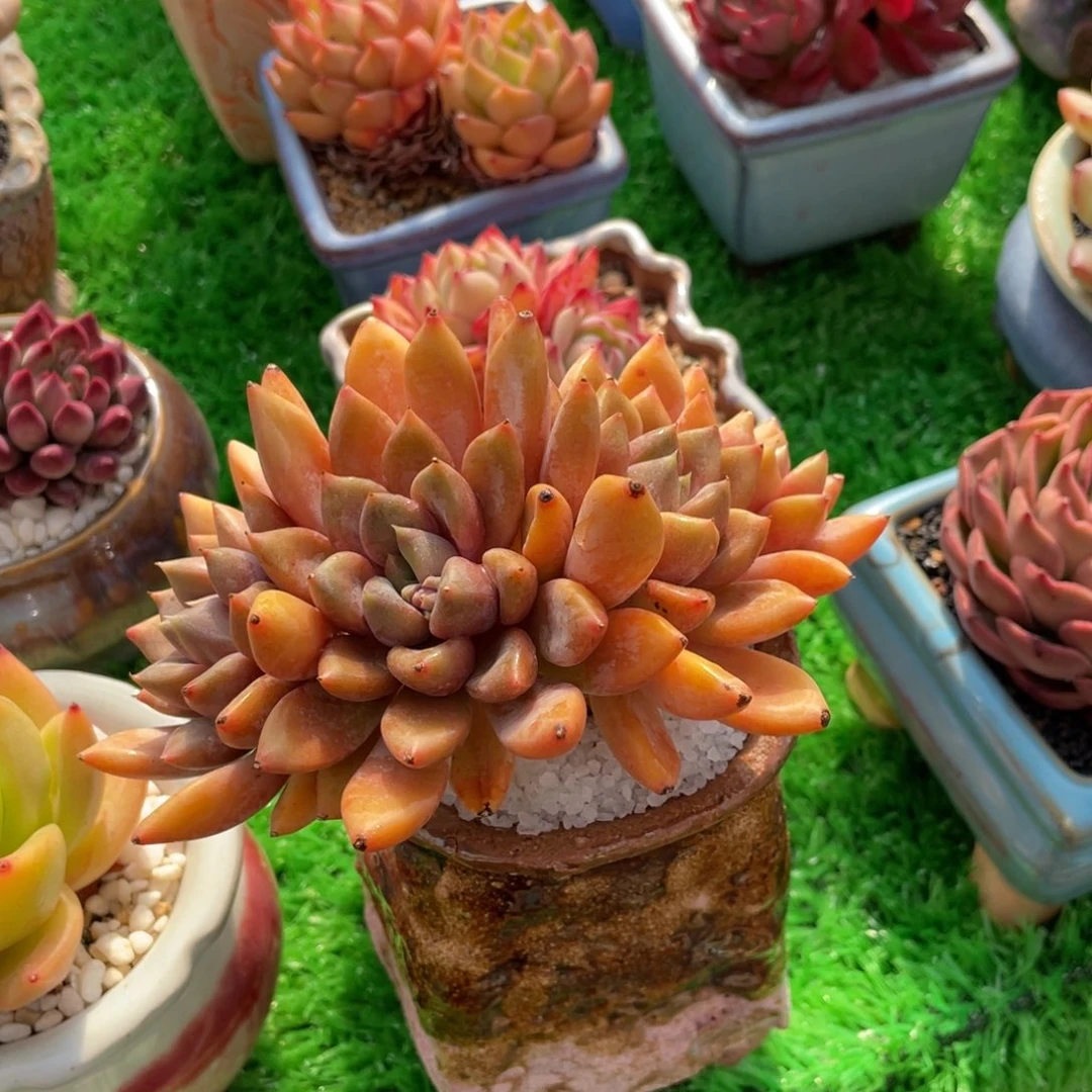 芒**子多肉植物盆栽多肉植物