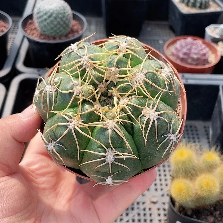 887实生高木海王