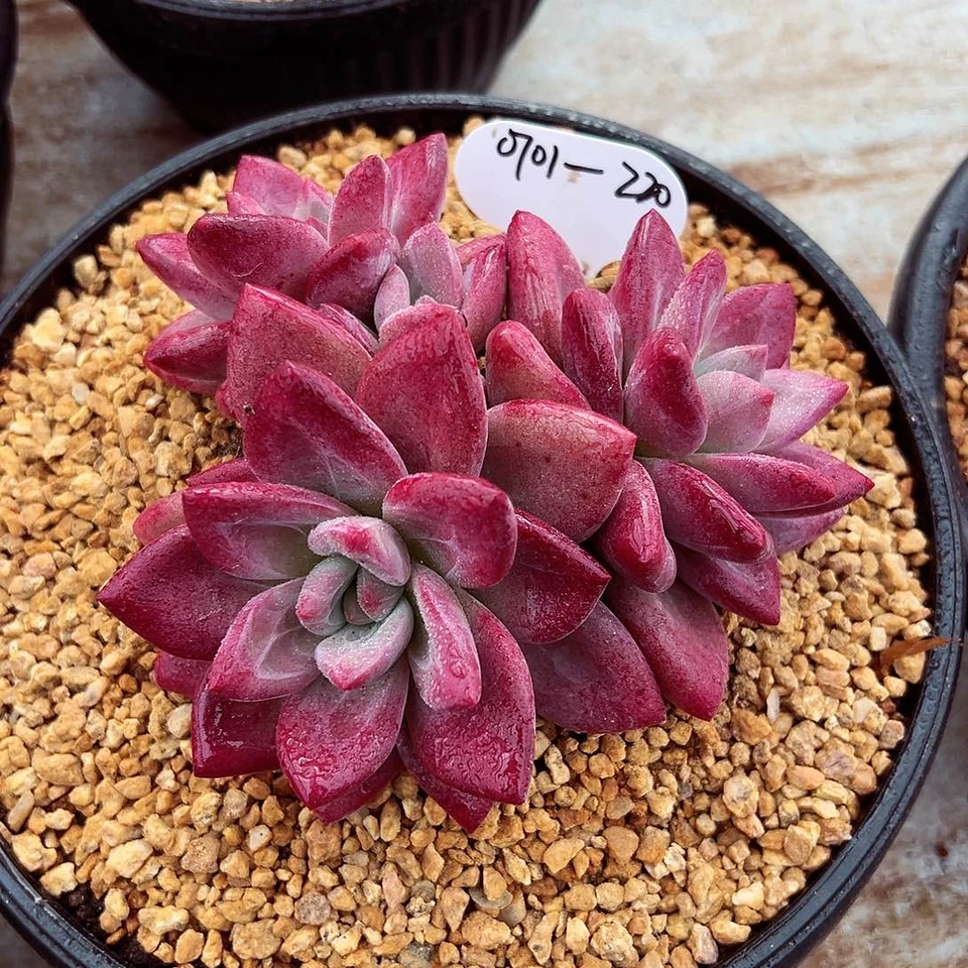 0701-220赫菲斯托q