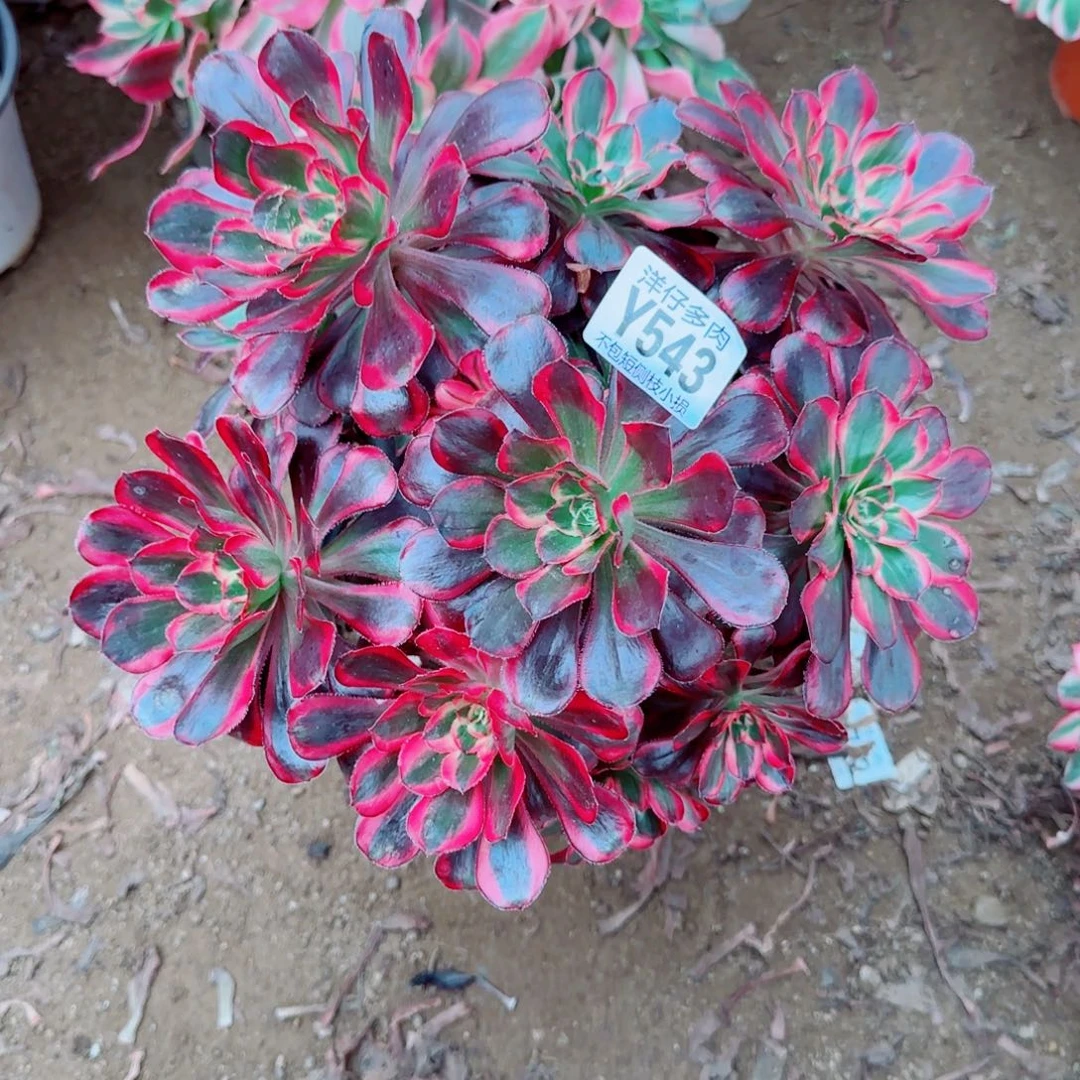 丽娜法师543冠幅25