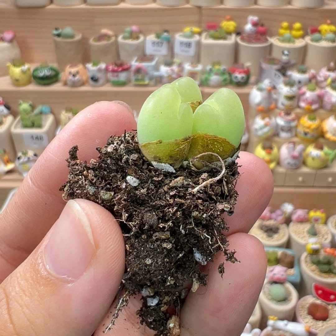 夏***蝶多肉植物155号三头