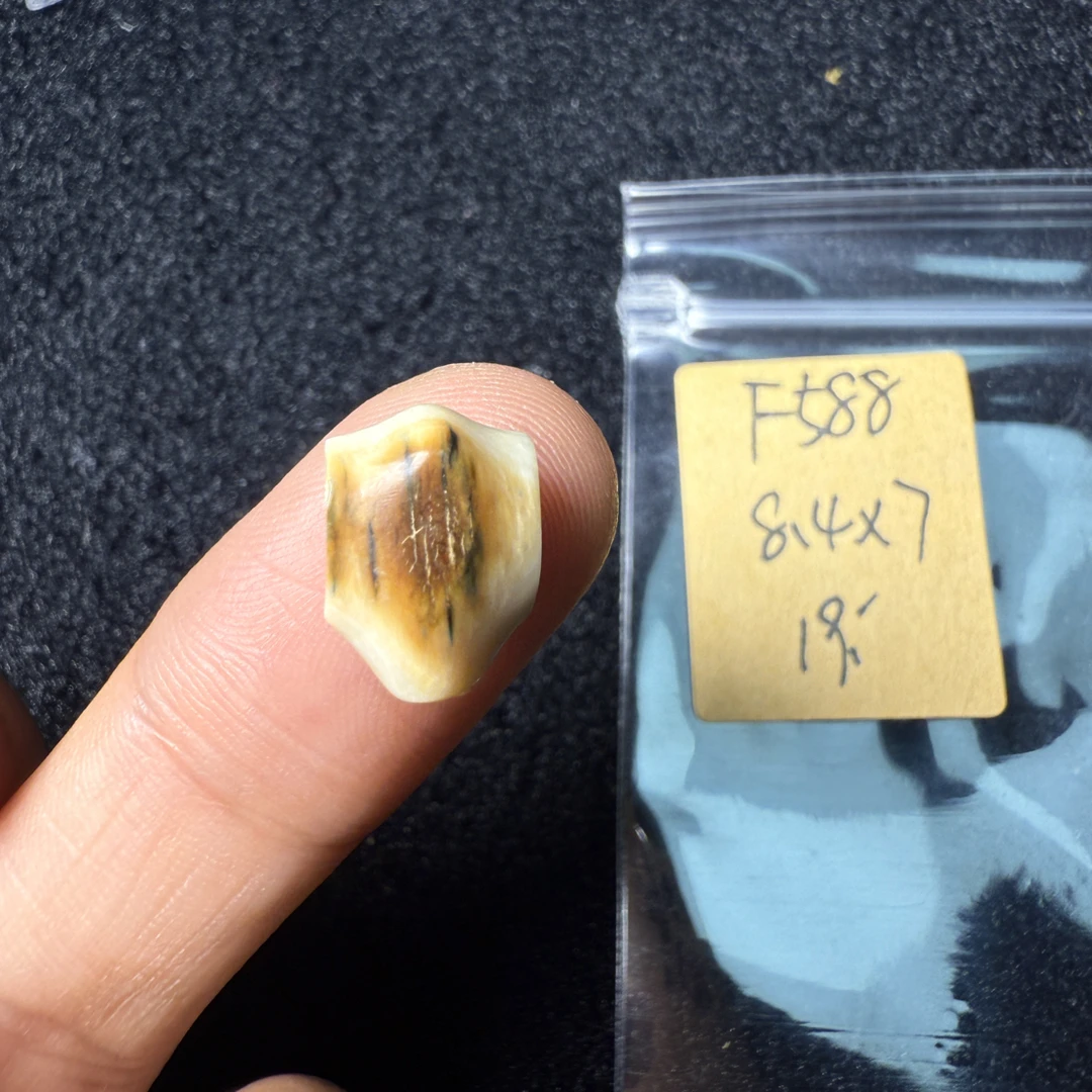 F588猛犸象牙鲨鱼背三通尺寸8.4*7mm果冻料