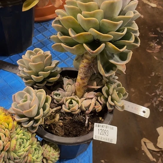 洁***宝美尻12093多肉