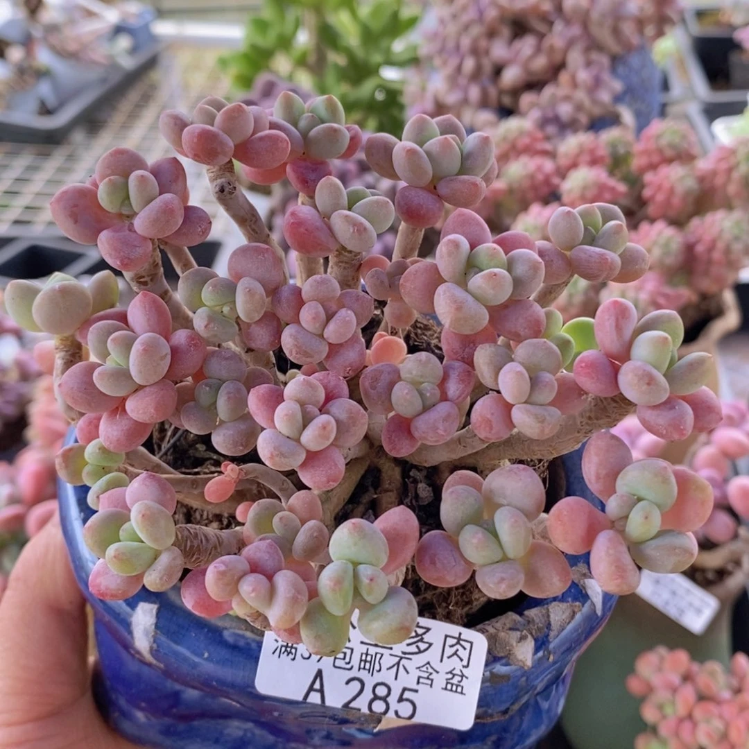 鱼子酱老桩11cm285多肉植物