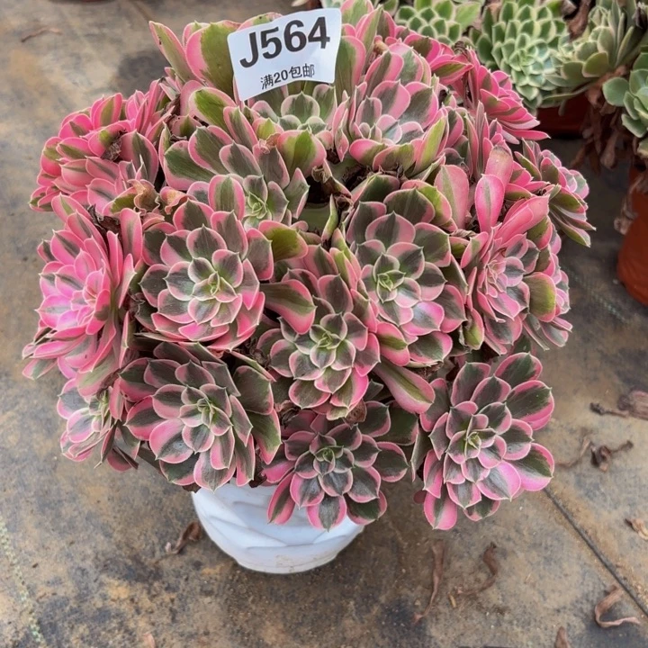 瑞妈多肉园艺564男神