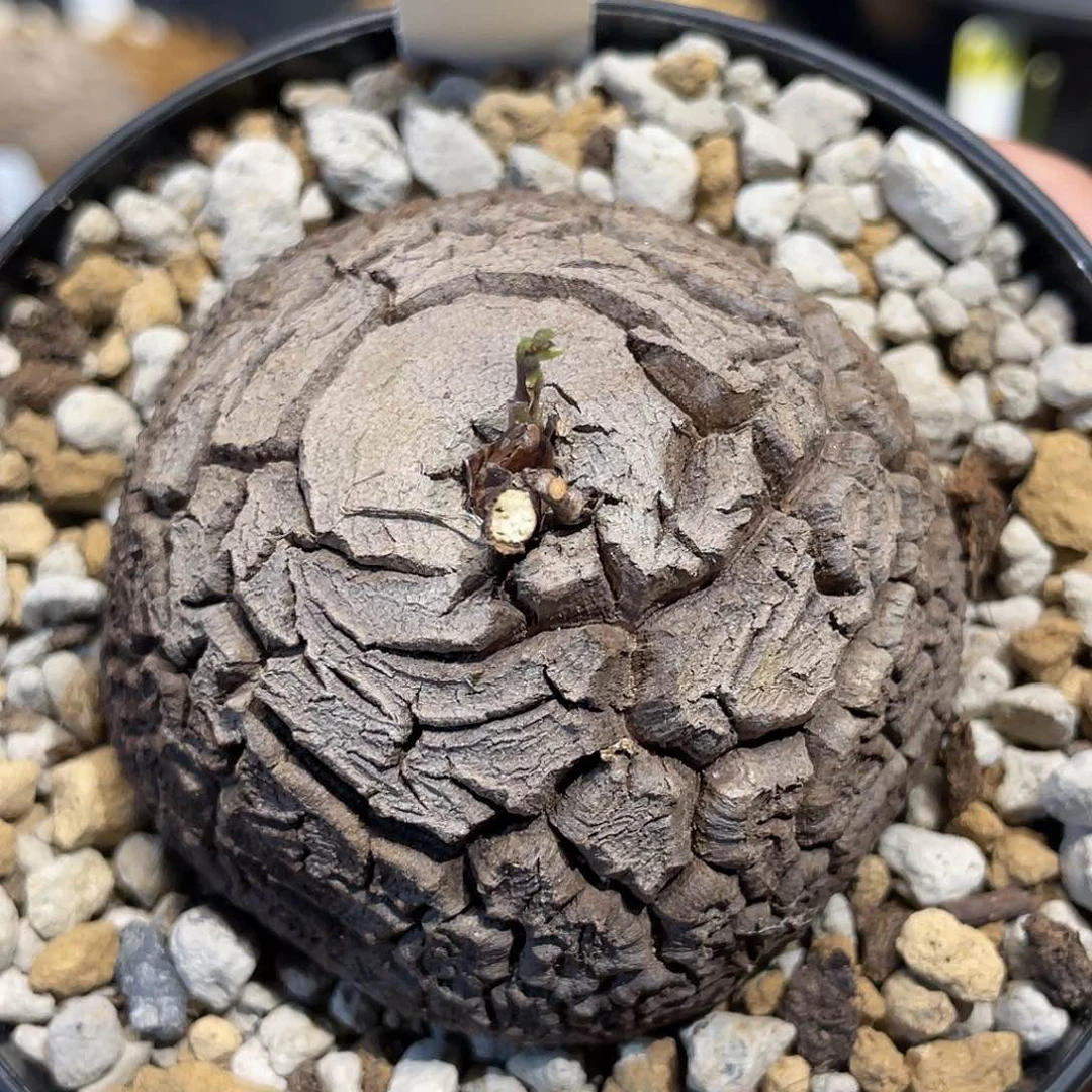 898龟甲龙6公分不退换