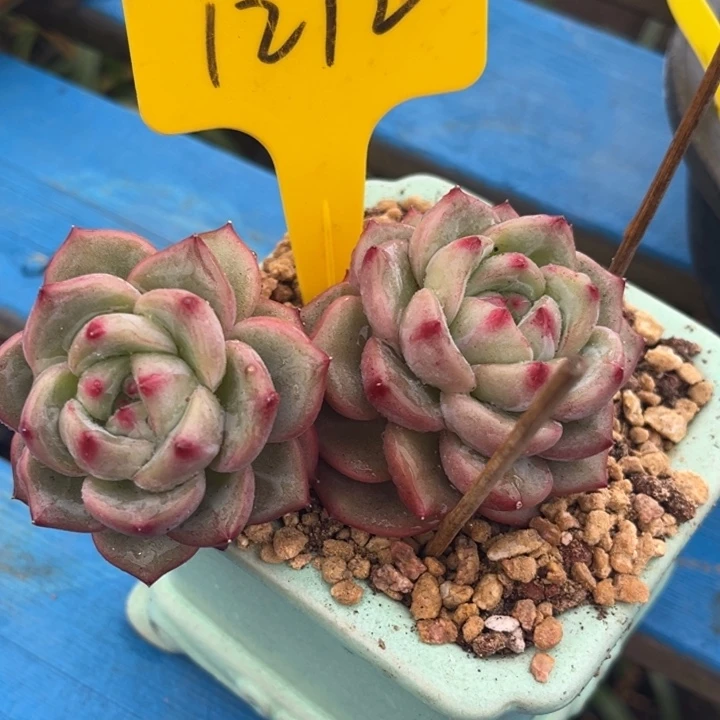 1212多肉588888808808