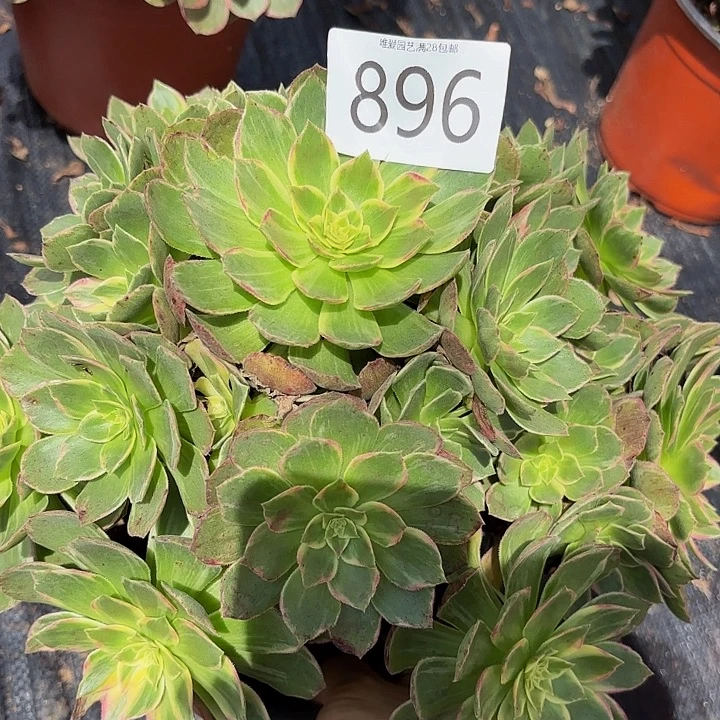 多肉植物福利896个