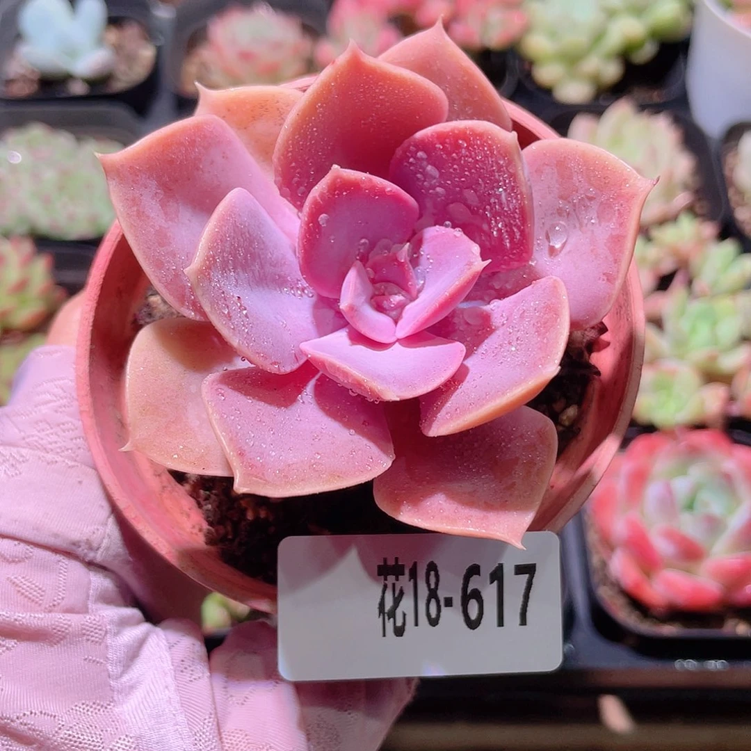 花利美18-617紫珍珠
