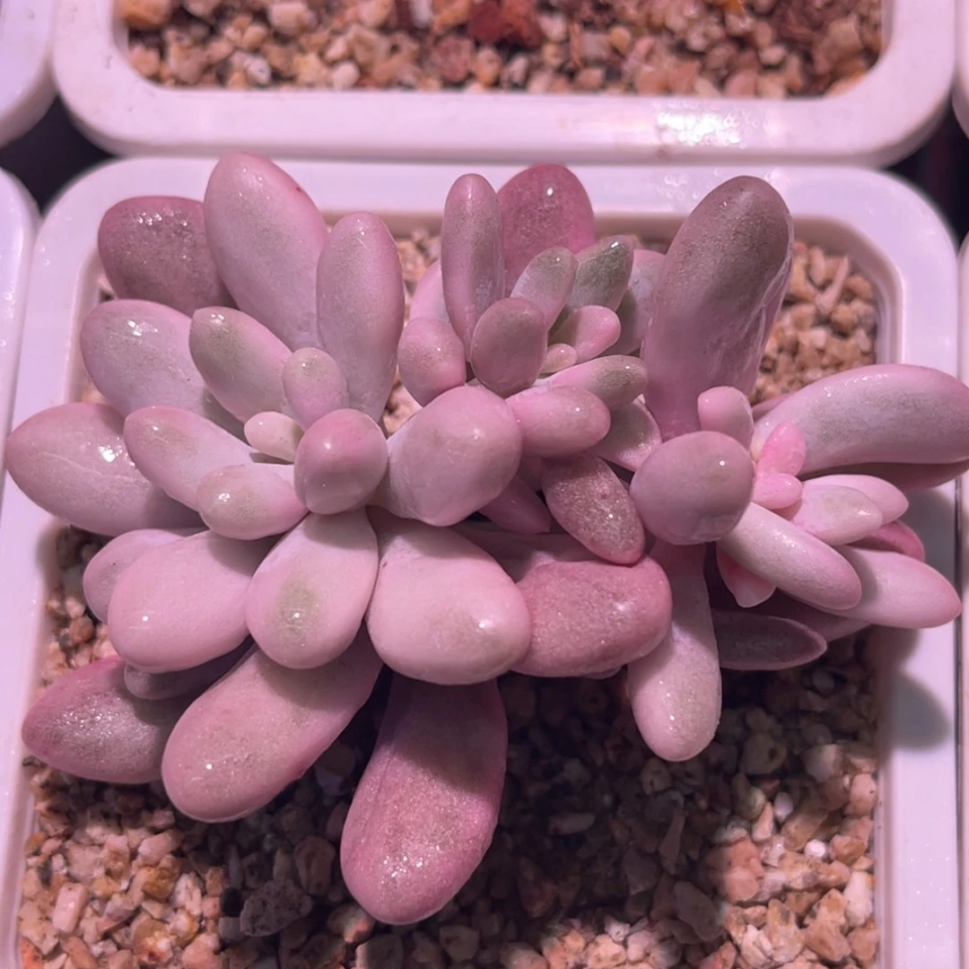 尚品特价汤圆锦头盖