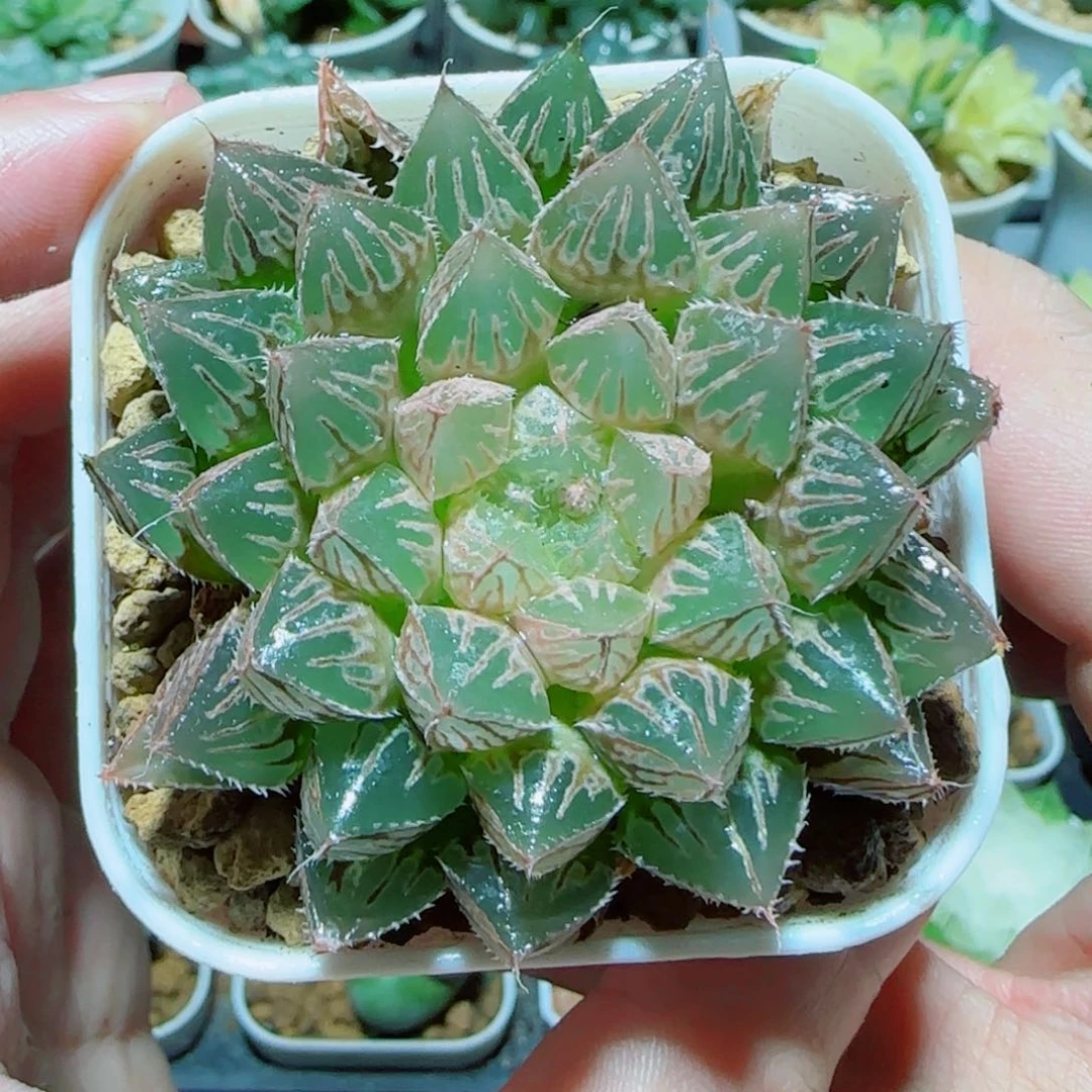 粉楼兰玉露多肉植物