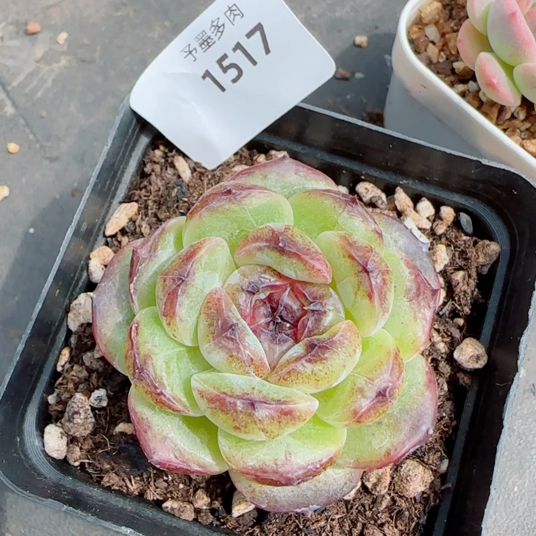 黑不溜球，1517多肉植物