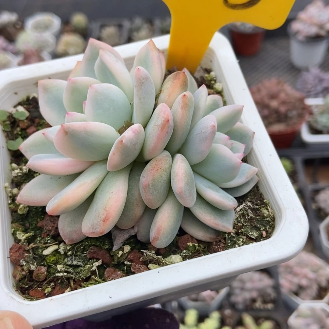 1625梦露锦多肉植物