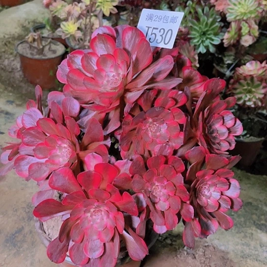 530红金刚多肉植物