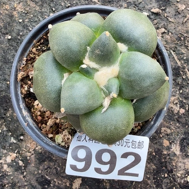 无花朵992达摩青瓷牡丹东六