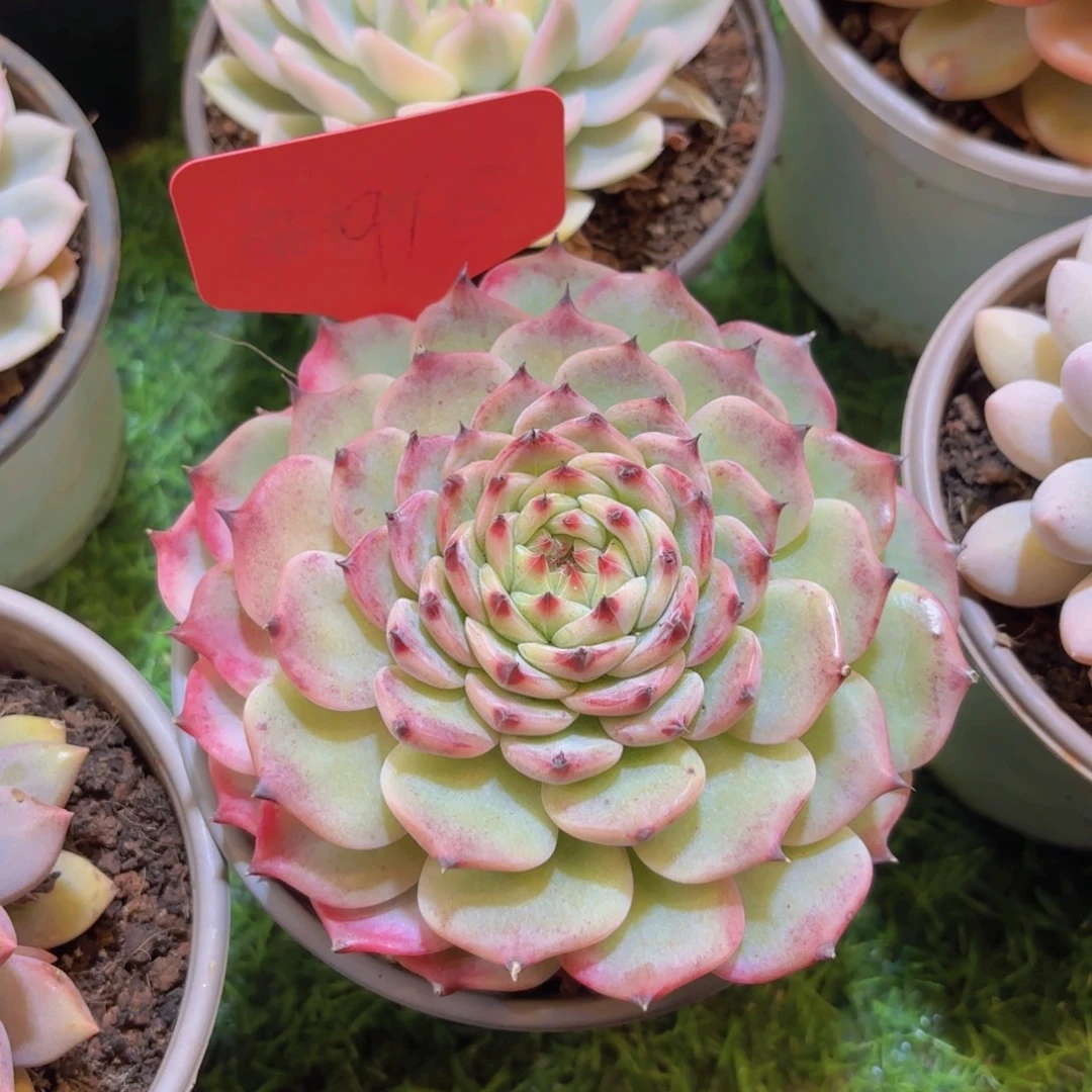 X***～云南金致家精品多肉