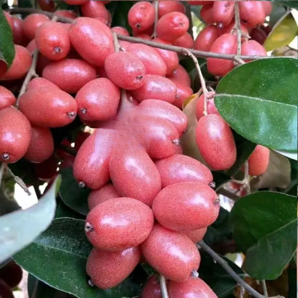 云南德宏特产酸羊奶果水果新鲜野生水果牛奶果孕妇水果红羊奶果