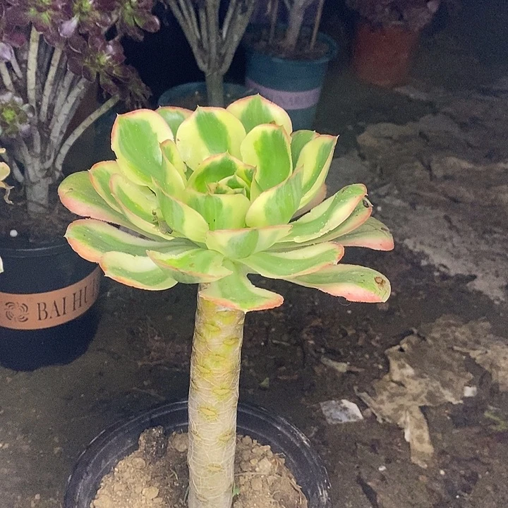 燕姿锦多肉植物080