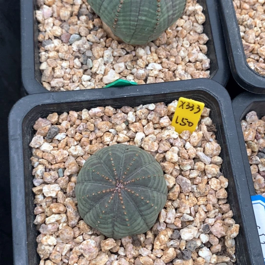 10欧系实生布纹球一物一拍