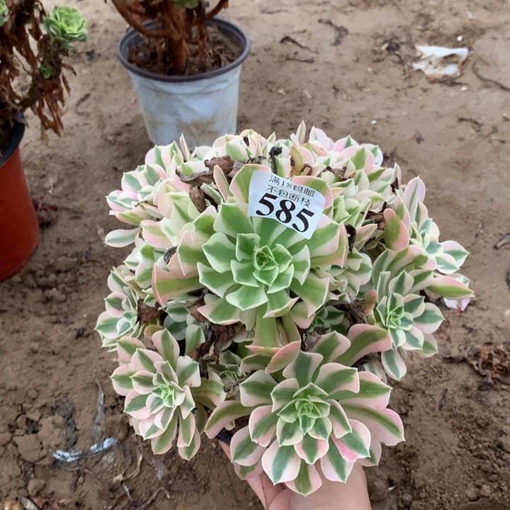 585粉女巫手捧2号